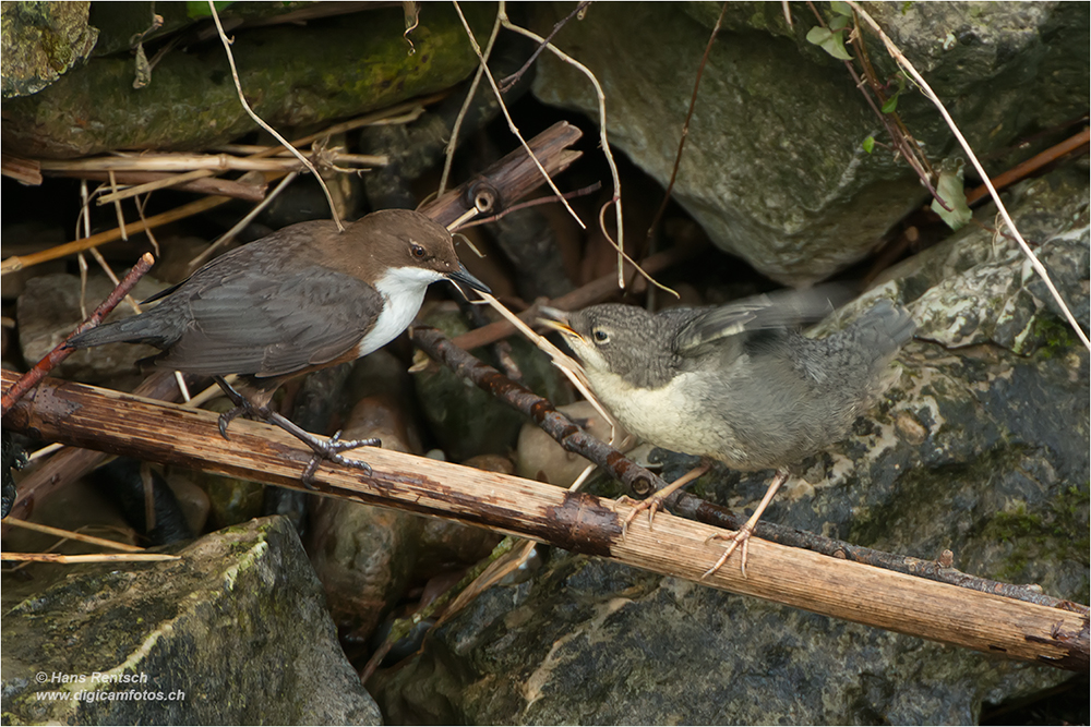 Wasseramsel