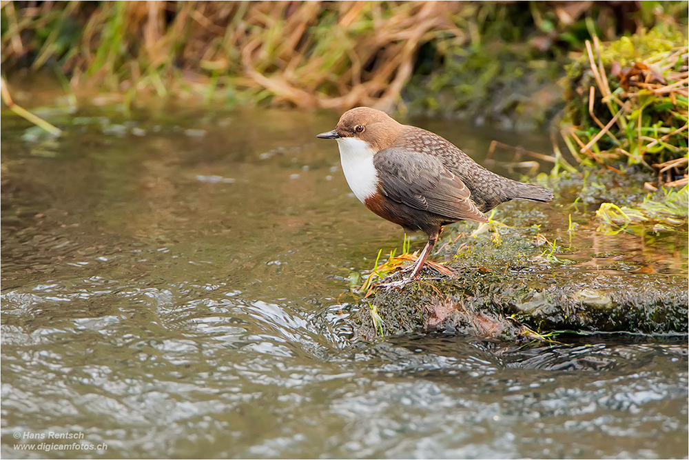 Wasseramsel