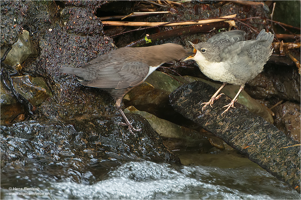 Wasseramsel