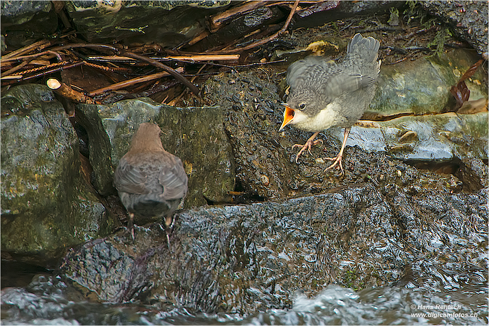 Wasseramsel