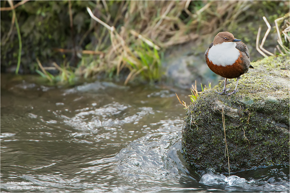 Wasseramsel