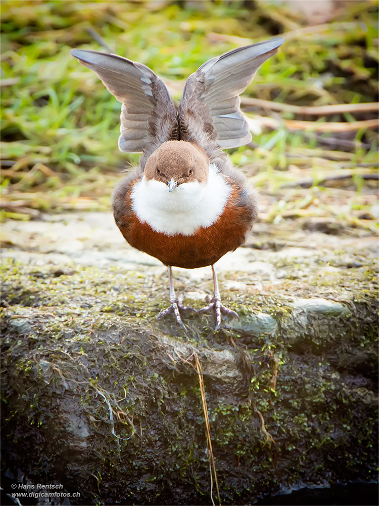 Wasseramsel