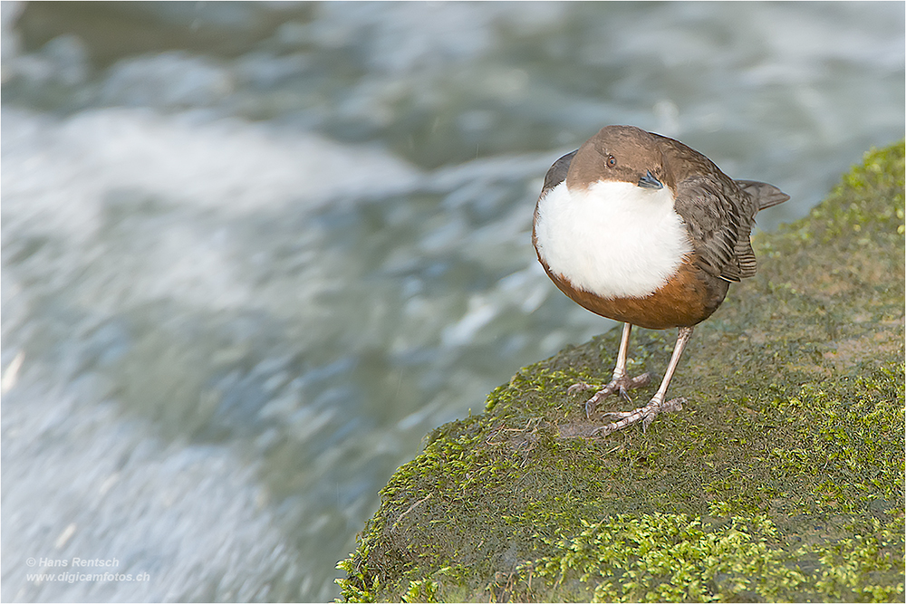 Wasseramsel