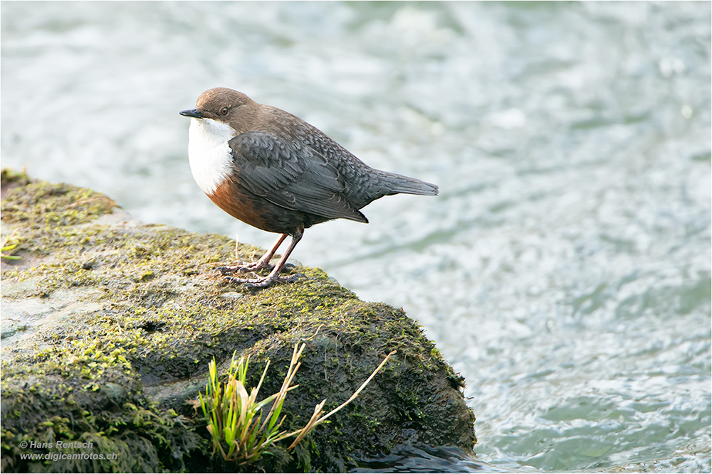 Wasseramsel