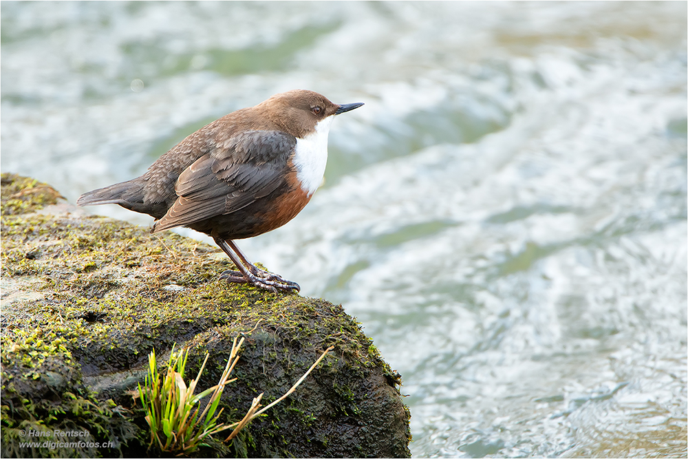 Wasseramsel