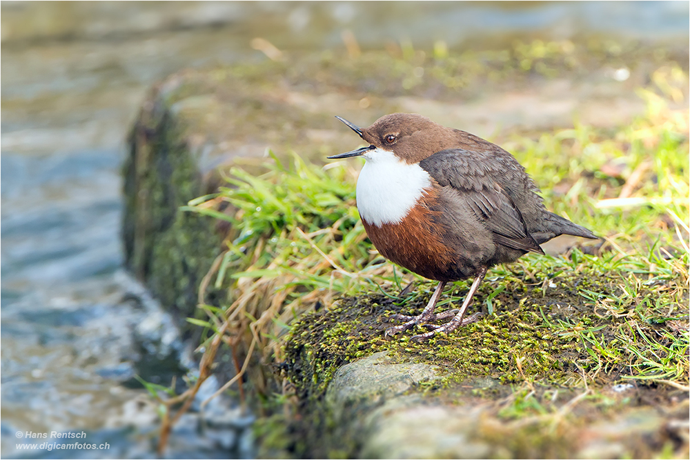 Wasseramsel