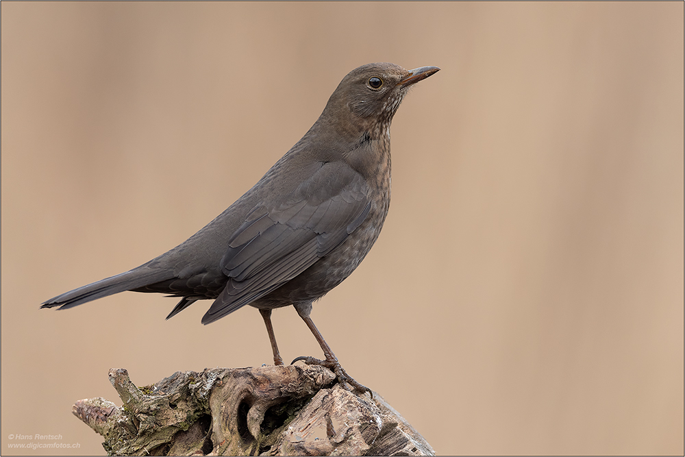 Amsel