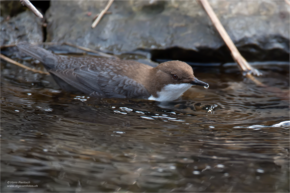 Wasseramsel