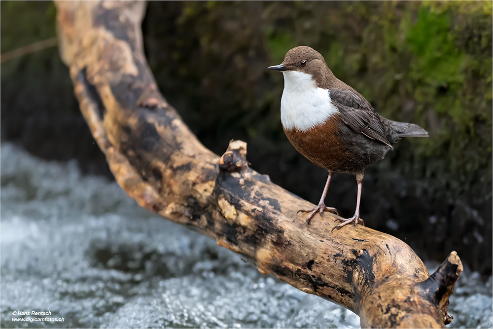 Wasseramsel