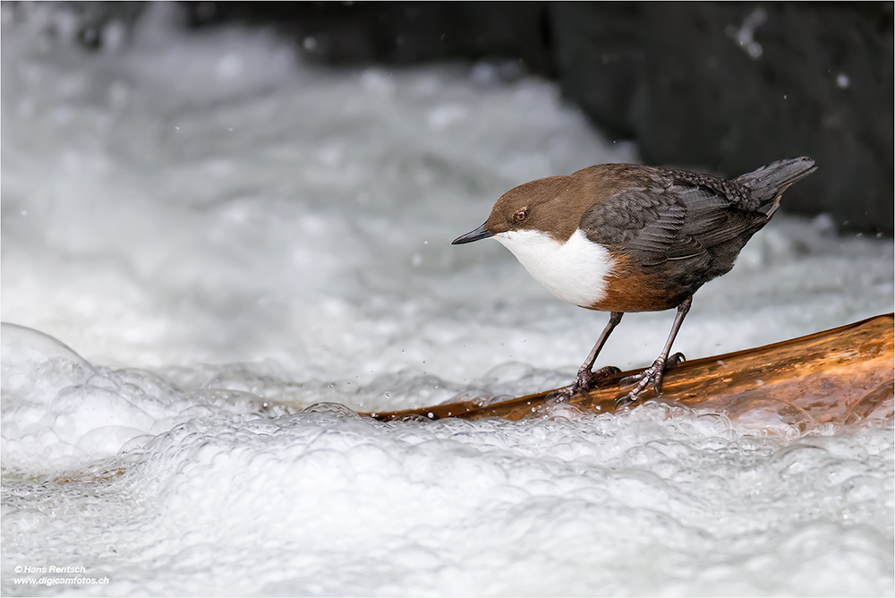 Wasseramsel