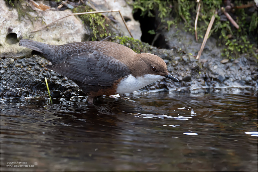 Wasseramsel