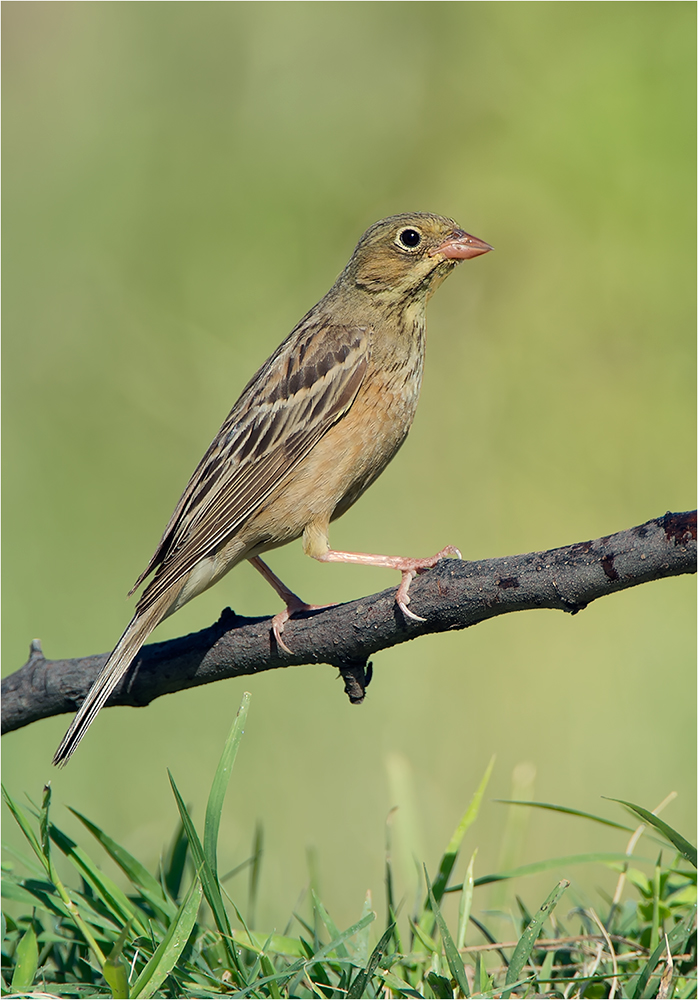 Ortolan