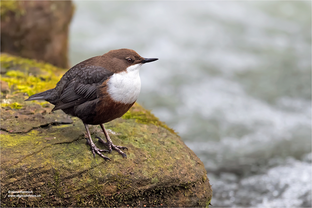 Wasseramsel