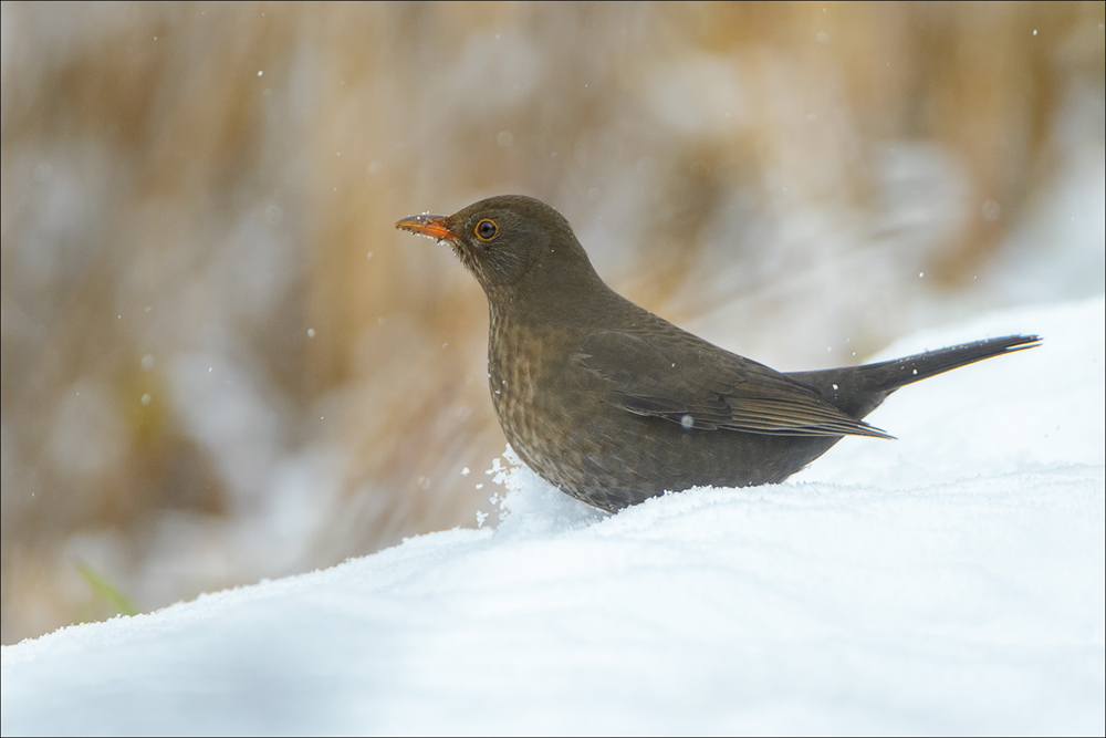 Amsel