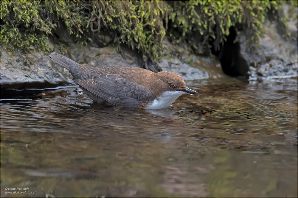 Wasseramsel