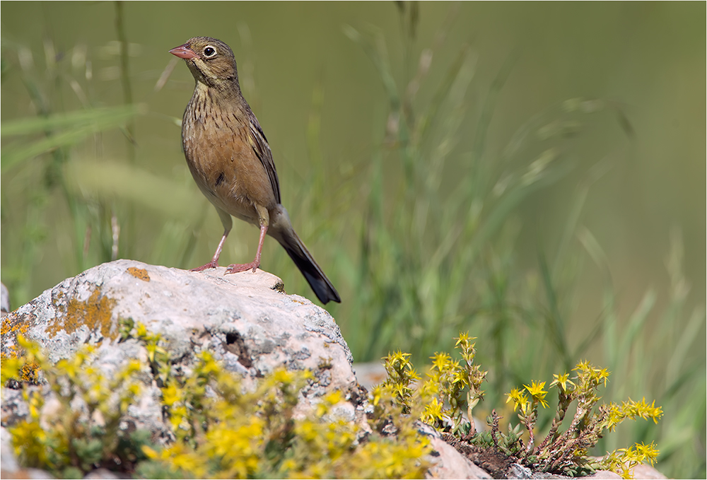 Ortolan