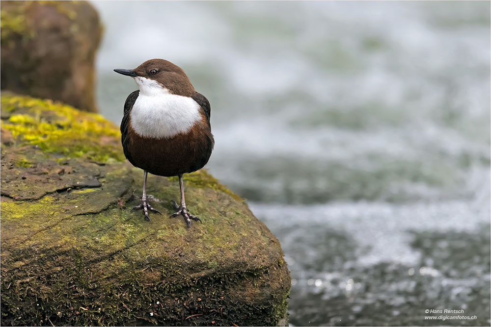 Wasseramsel