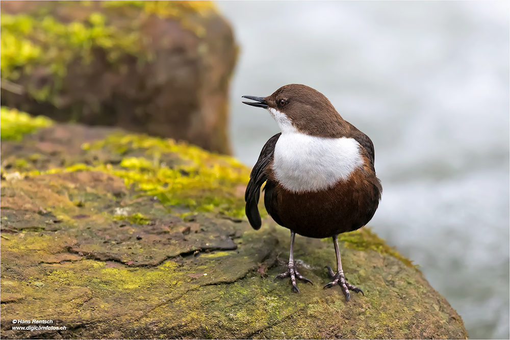 Wasseramsel