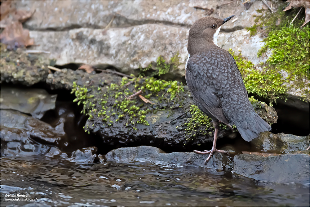 Wasseramsel