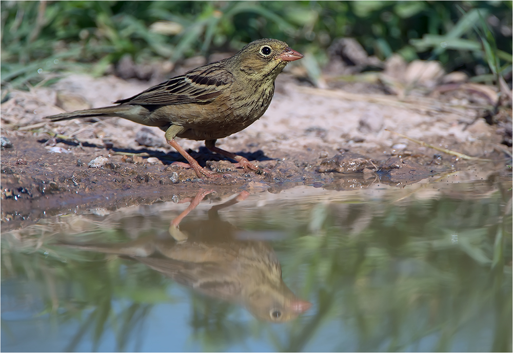 Ortolan