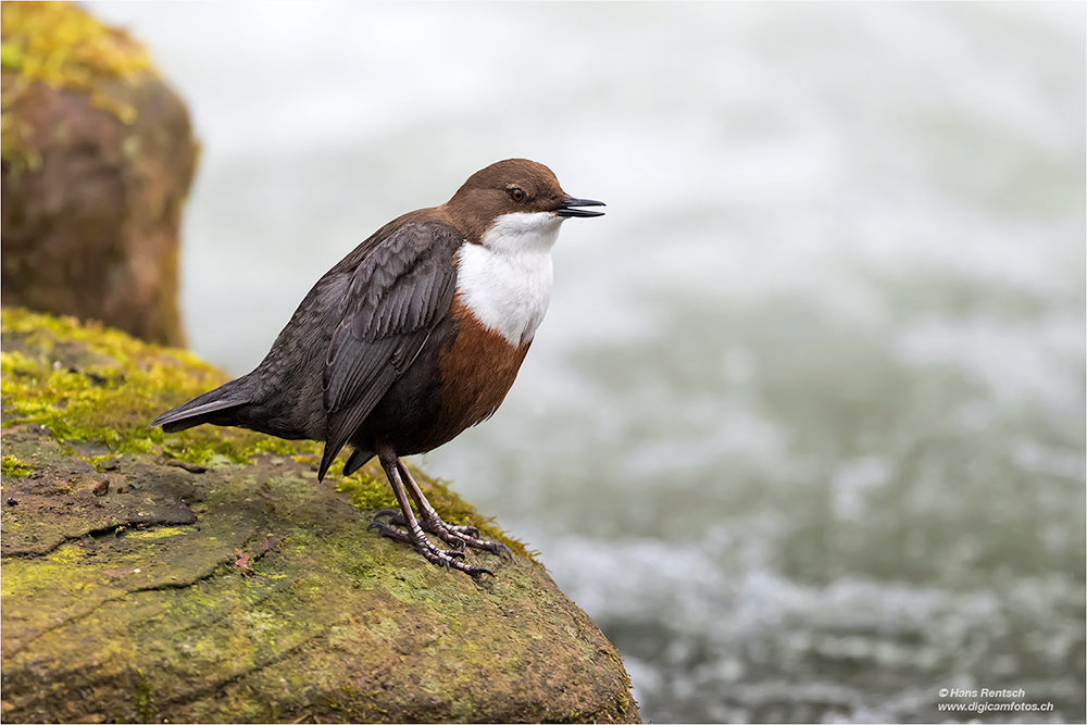 Wasseramsel