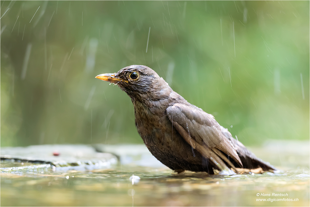 Amsel