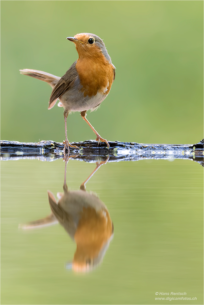 Rotkehlchen