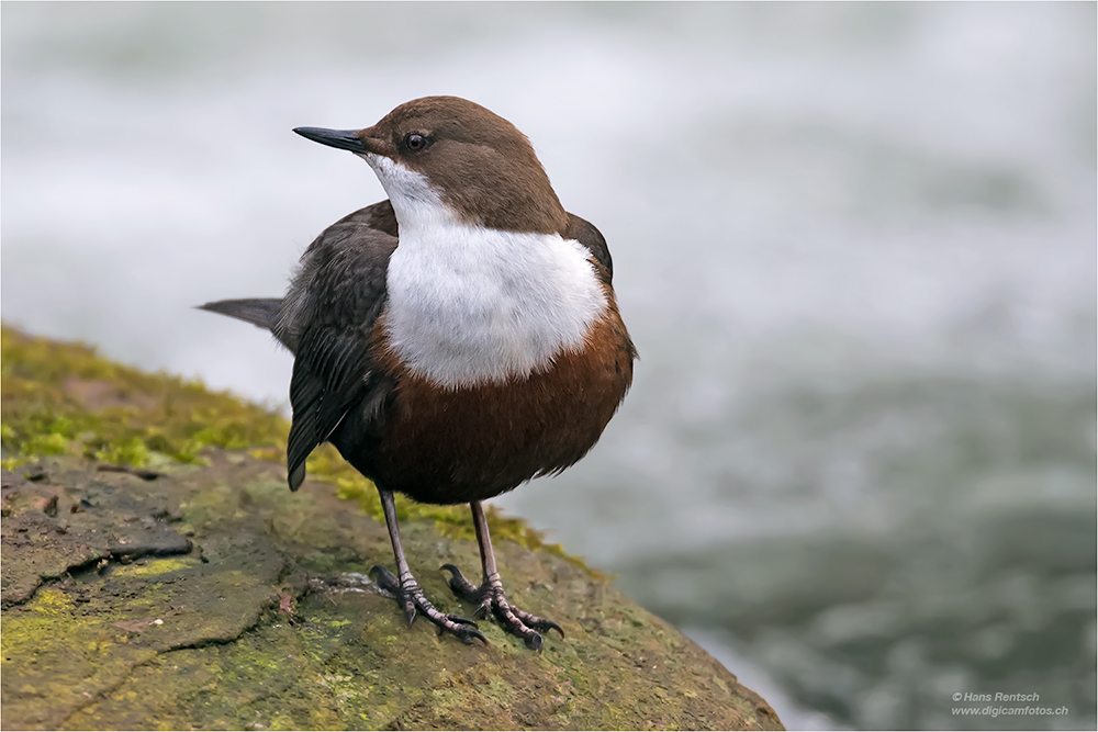 Wasseramsel