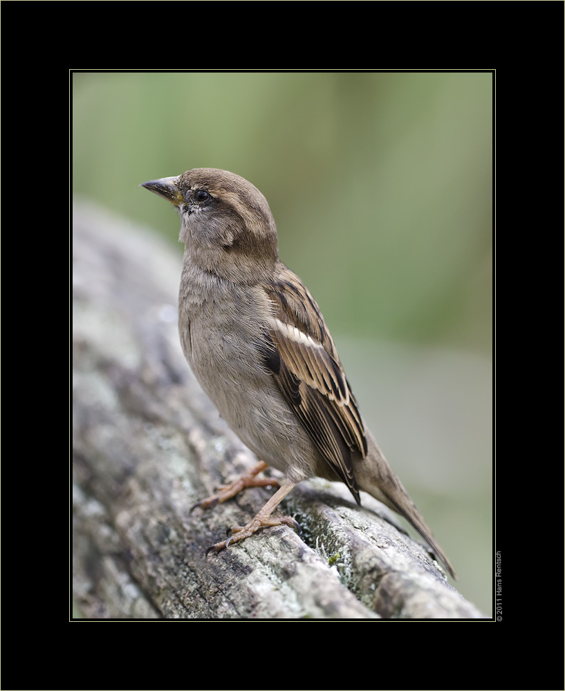 Spatz auf Besuch