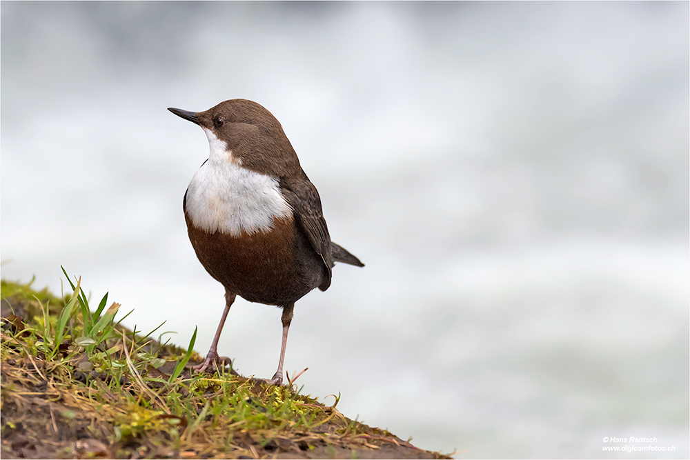 Wasseramsel