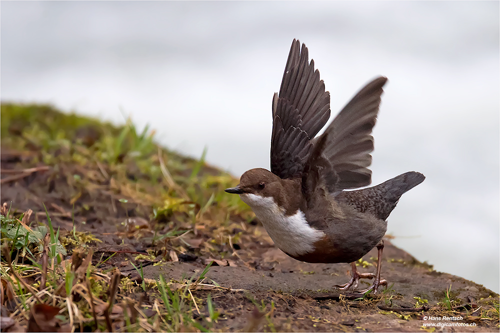 Wasseramsel