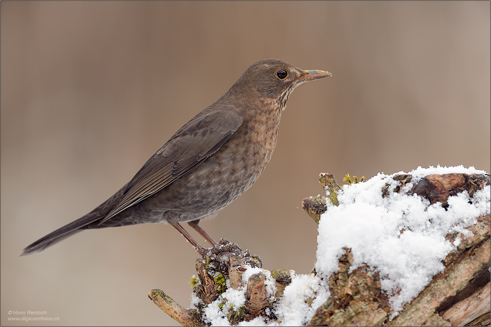 Amsel