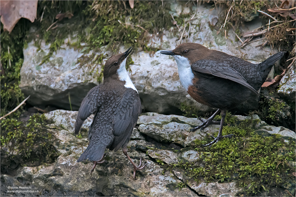 Wasseramsel