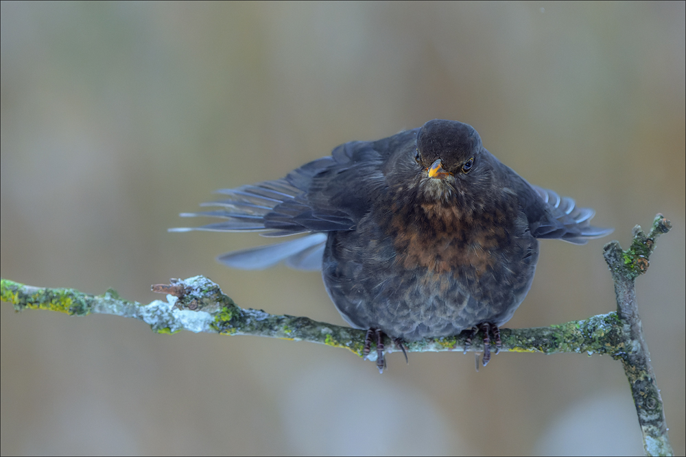 Amsel