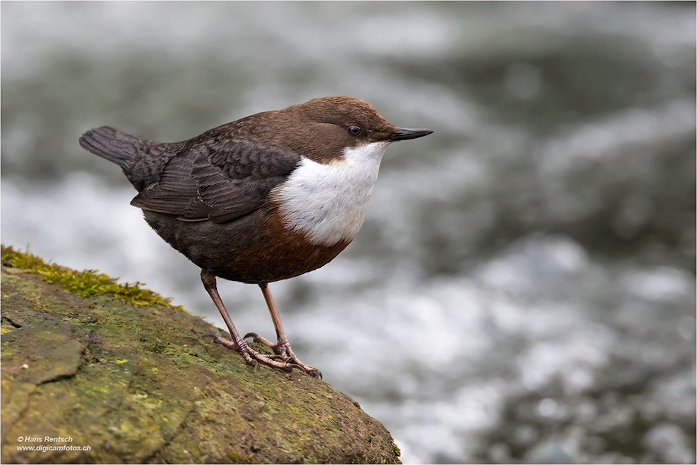 Wasseramsel