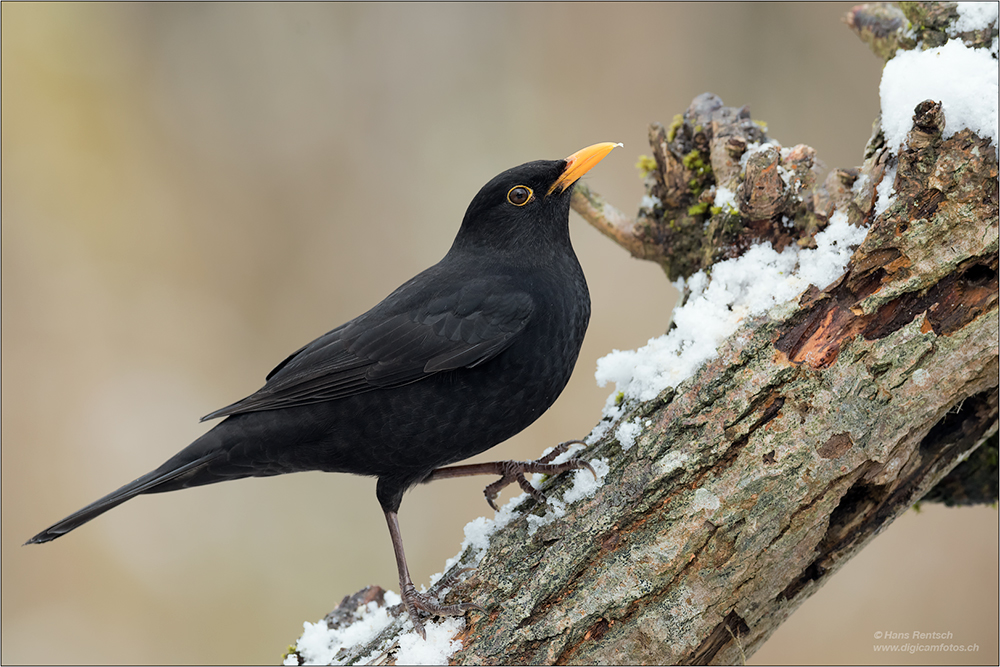 Amsel