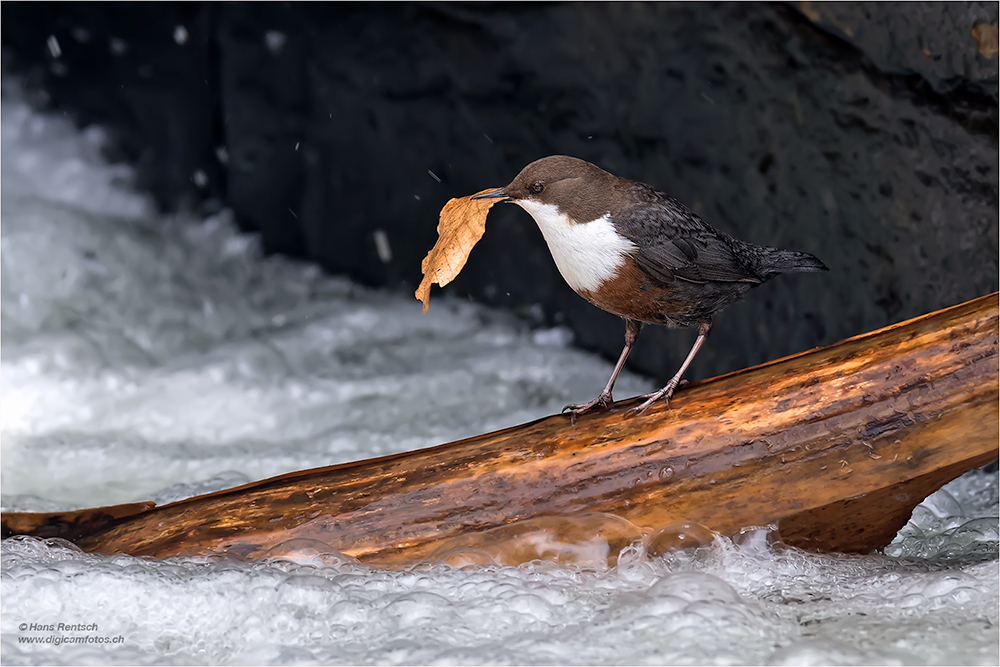 Wasseramsel