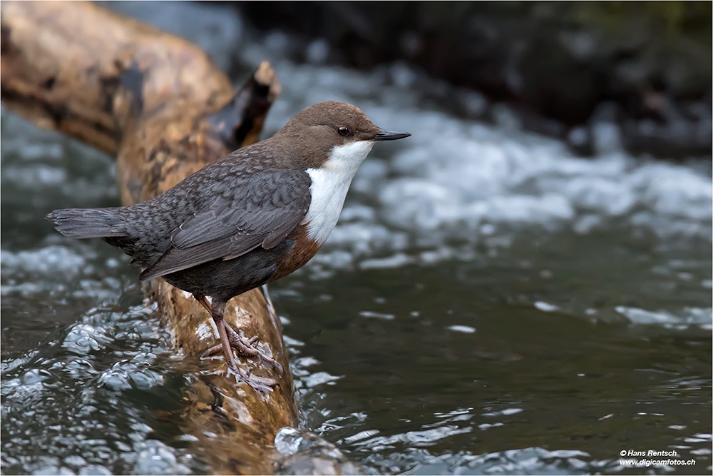 Wasseramsel