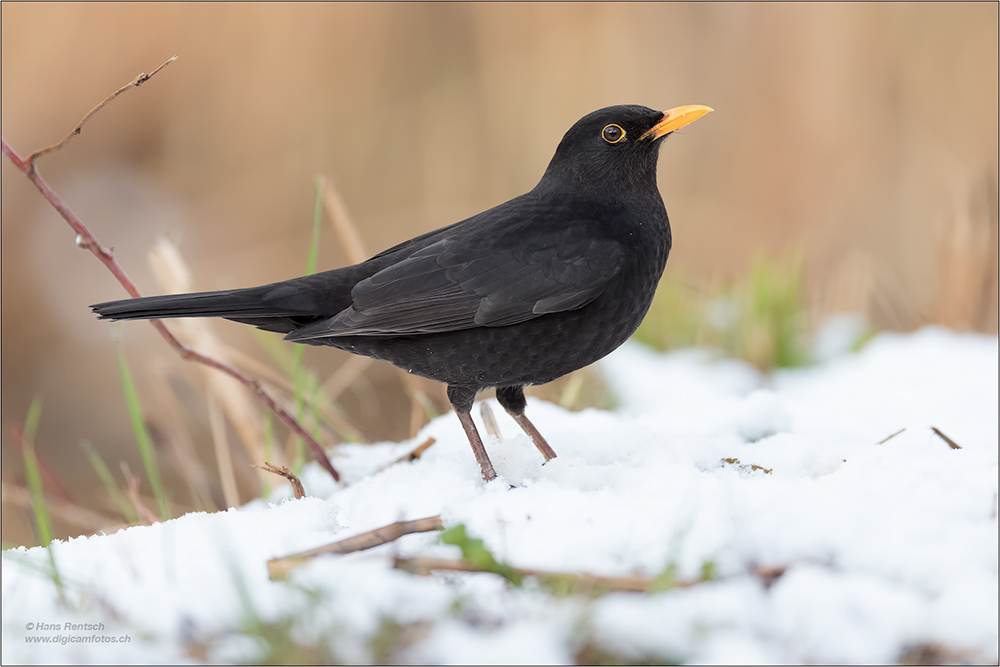 Amsel