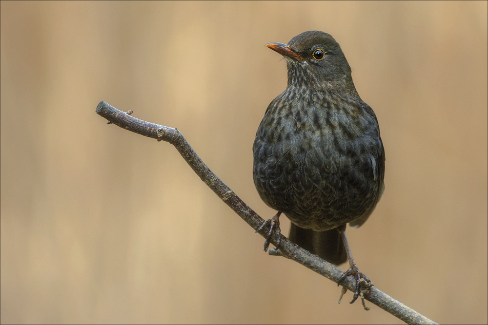 Amsel