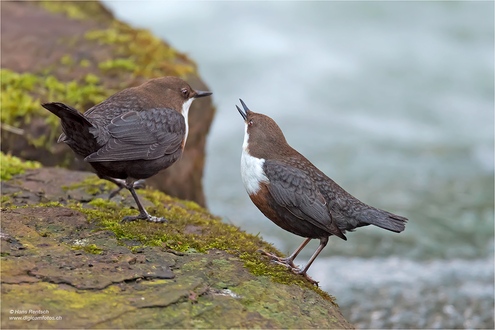 Wasseramsel