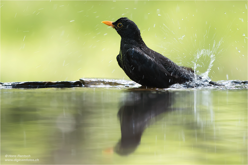 Amsel