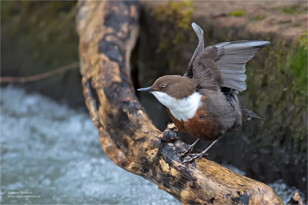 Wasseramsel