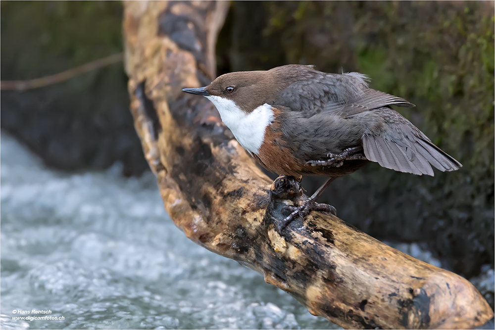 Wasseramsel