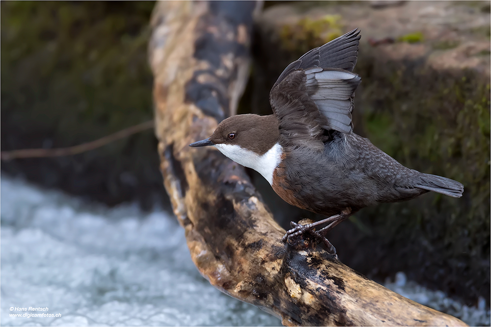 Wasseramsel