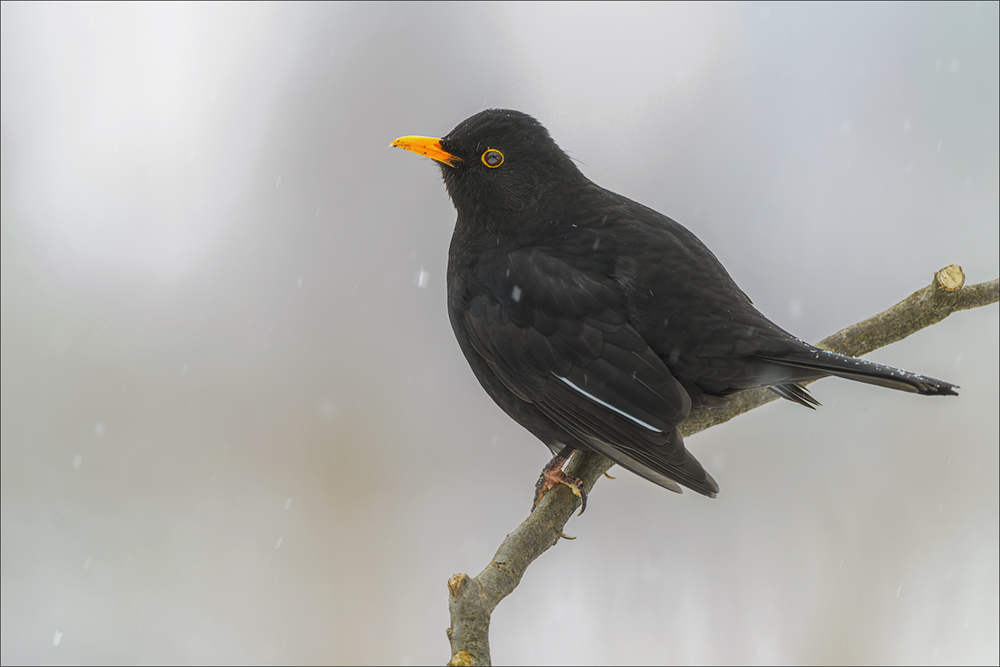 Amsel