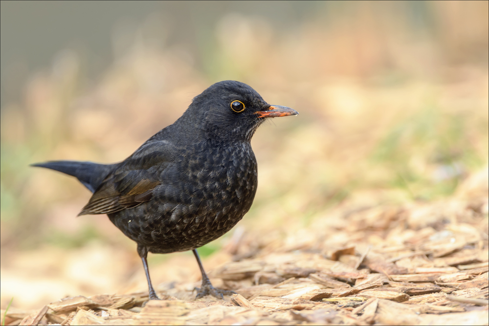 Amsel