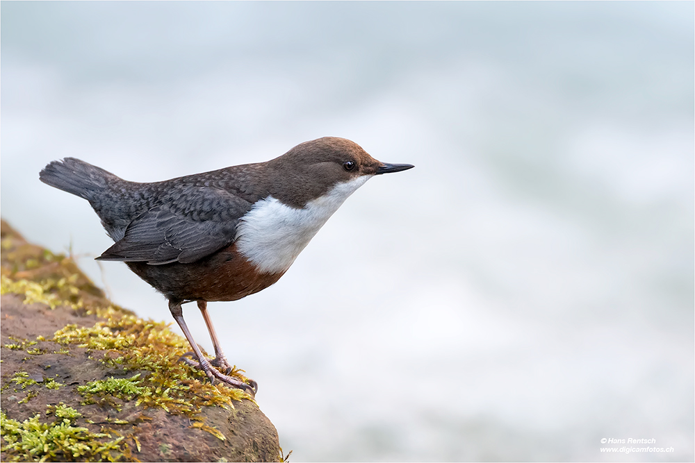 Wasseramsel