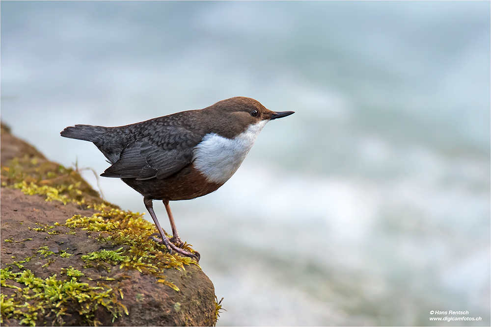 Wasseramsel