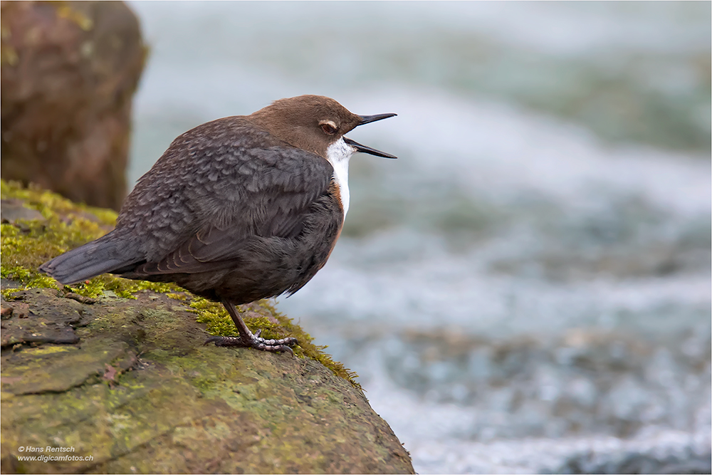 Wasseramsel